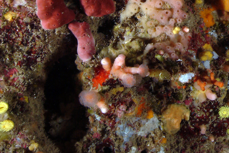 Aplidium proliferum